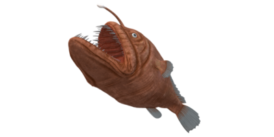 Angler Fish isolated on a Transparent Background png