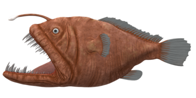 Angler Fisch isoliert auf ein transparent Hintergrund png