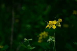 Dark green blurred forest background Delicate yellow flowers of celandine. photo