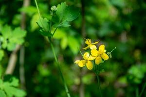 Landscape with yellow flowers, blurred forest background. Herbal medicine plants. photo