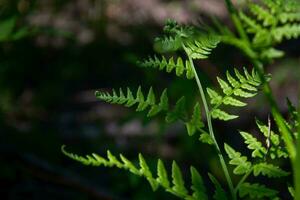 A fern branch on a dark blurred background. photo