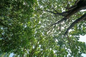 Forest, lush foliage, tall trees. Tree with green leaves and sun light. Bottom view background. Tree below photo