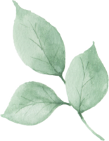 acuarela hojas verdes png