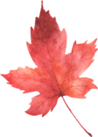 Ahorn Blatt Aquarell Herbst png