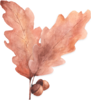 Watercolor Autumn Oak Leaves png