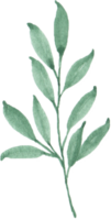 Watercolor Green leaves png
