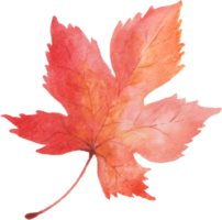 érable feuille aquarelle l'automne png