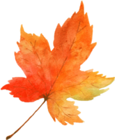 Maple Leaf Watercolor Autumn png