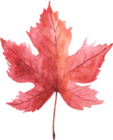 Maple Leaf Watercolor Autumn png