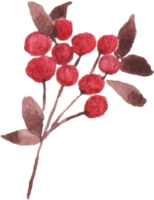 Watercolor Red Berry png