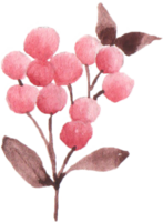 Watercolor Red Berry png