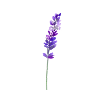 Watercolor lavender flower png