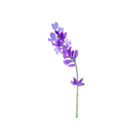 Watercolor lavender flower png