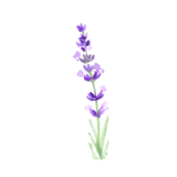 aquarell lavendelblume png