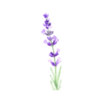 Watercolor lavender flower png