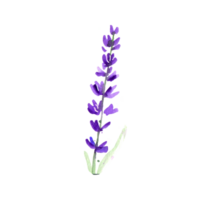 fiore di lavanda ad acquerello png