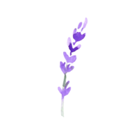 Watercolor lavender flower png