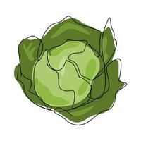 cabbage with one continuous single line drawing style. color vector design.