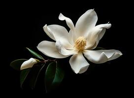 beautiful large white magnolia against a background of dark green leaves on a tree in spring day. Created with Generative AI technology. photo