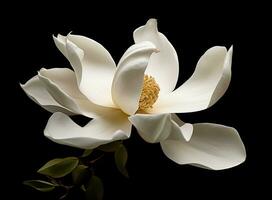 beautiful large white magnolia against a background of dark green leaves on a tree in spring day. Created with Generative AI technology. photo