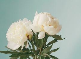 Fresh white peony flowers on light gray table background. Empty place for emotional, sentimental text, quote or sayings. Closeup. photo