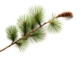 Top view of green fir tree spruce branch with needles isolated on white background. Created with Generative AI technology. photo