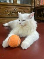 A white cat laying on a table with a tennis ball photo
