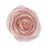 Watercolor Rose Flower png