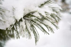 Fir branches covered with white fluffy snow. photo