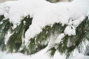 Fir branches covered with white fluffy snow. photo