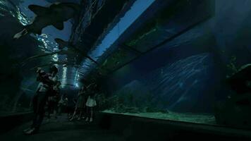 pessoas dentro a água túnel do oceanário Bangkok, Tailândia video