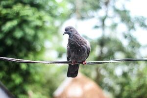 Rock pigeon columba livia beautiful male birds photo