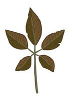 dibujos animados clipart de caído hoja. garabatear de otoño botánica atributo. contemporáneo vector ilustración aislado en blanco antecedentes.