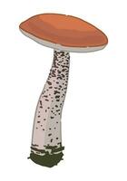 clipart de comestible seta leccinum. garabatear de otoño bosque cosecha. dibujos animados vector ilustración aislado en blanco antecedentes.