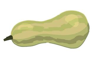 Clipart of zucchini. Doodle of autumn agricultural harvest. Cartoon vector illustration isolated on white background.