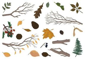 Set of autumn botany attributes. Doodles of fallen leaves, branches, pine cones, rowan twig. Cartoon vector illustrations collection isolated on white background.