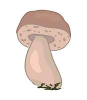 Clipart of edible mushroom Boletus edulis. Doodle of autumn forest harvest. Cartoon vector illustration isolated on white background.