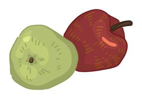 clipart de dos manzanas fruta. garabatear de otoño jardín cosecha. dibujos animados vector ilustración aislado en blanco antecedentes.