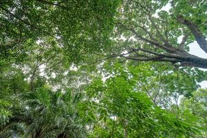 Forest, lush foliage, tall trees. Tree with green leaves and sun light. Bottom view background. Tree below photo