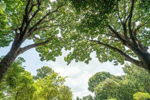 Forest, lush foliage, tall trees. Tree with green leaves and sun light. Bottom view background. Tree below photo