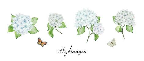 Set of watercolor white hydrangea flowers bouquets and butterflies vector