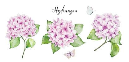 WebSet of watercolor pink hydrangea flowers bouquets and butterflies vector