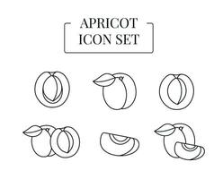 Apricot fruit whole and half, cut into slices, set of line icons in vector. vector