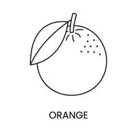 Orange line icon in vector, citrus fruit illustration vector