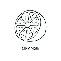 Orange line icon in vector, citrus fruit illustration vector