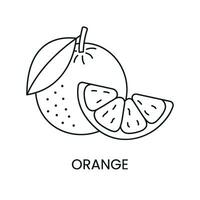 Orange line icon in vector, citrus fruit illustration vector