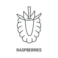 Raspberry line icon in vector, berry illustration vector