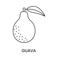 guayaba línea icono en vector, Fruta ilustración. vector