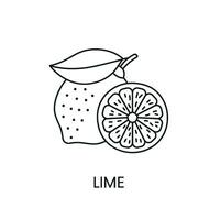 Lime line icon in vector, citrus fruit illustration vector