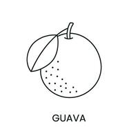 guayaba línea icono en vector, Fruta ilustración. vector